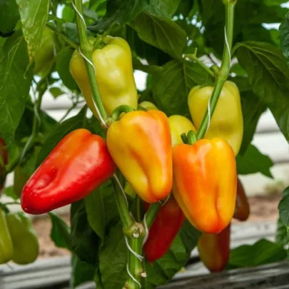 Paprika Amy - Capsicum Annuum - semená - 50 ks