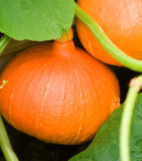 Tekvica Hokkaido Uchiki kuri - Cucurbita maxima - semená - 5 ks