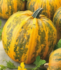 Tekvica olejná Trumf F1 - Cucurbita pepo - semená - 12 ks