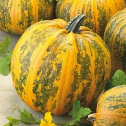 Tekvica olejná Trumf F1 - Cucurbita pepo - semená - 12 ks