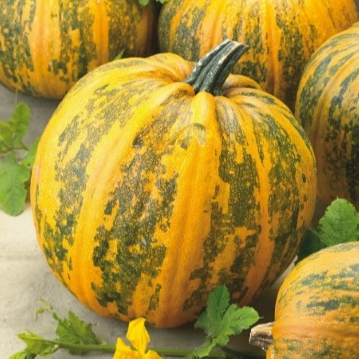 Tekvica olejná Trumf F1 - Cucurbita pepo - semená - 12 ks