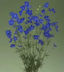 Stračonôžka Jennys Pearl F1 Blue - Delphinium grandiflorum - semená - 10 ks