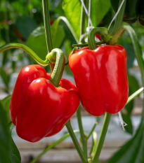 BIO Paprika Quadrato d Asti Rosso - Capsicum annuum - semená - 8 ks