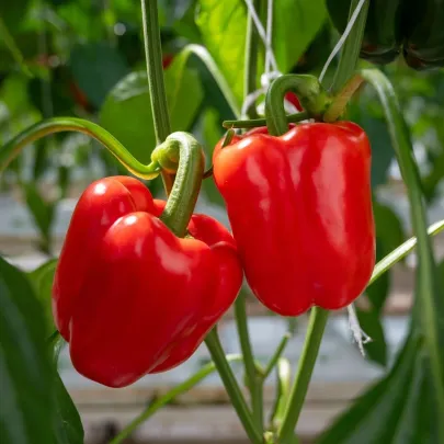 BIO Paprika Quadrato d Asti Rosso - Capsicum annuum - semená - 8 ks
