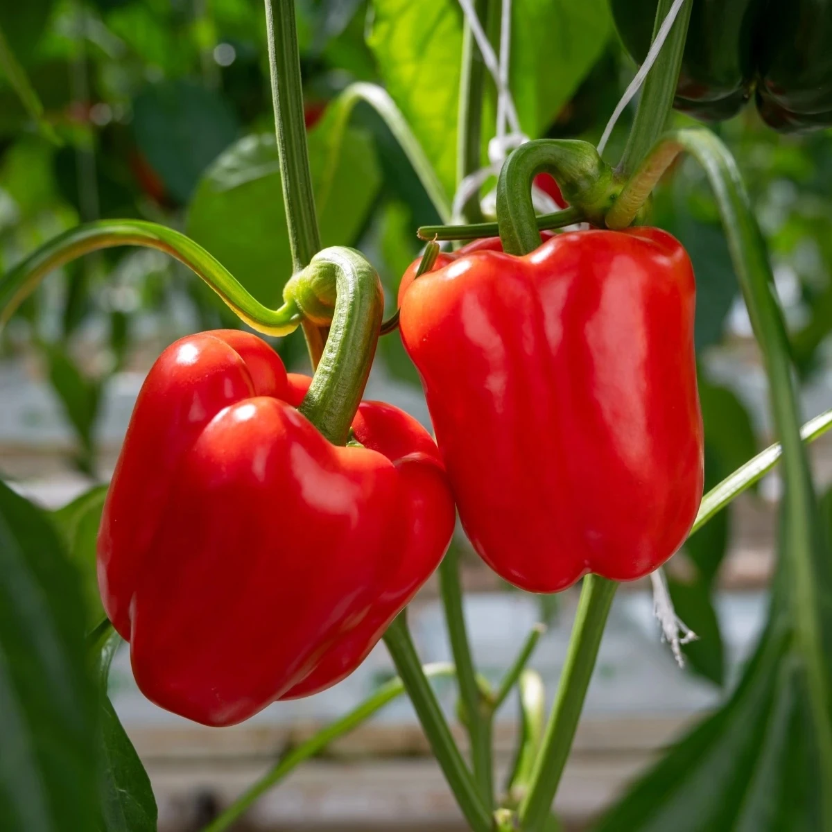 BIO Paprika Quadrato d Asti Rosso - Capsicum annuum - semená - 8 ks