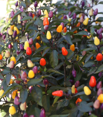 BIO Chilli Lila Luzi - Capsicum frutescens - bio semená chilli - 8 ks