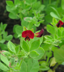 BIO Ľadenec purpurový - chrbtový hrach - Lotus tetragonolobus - semená - 20 ks