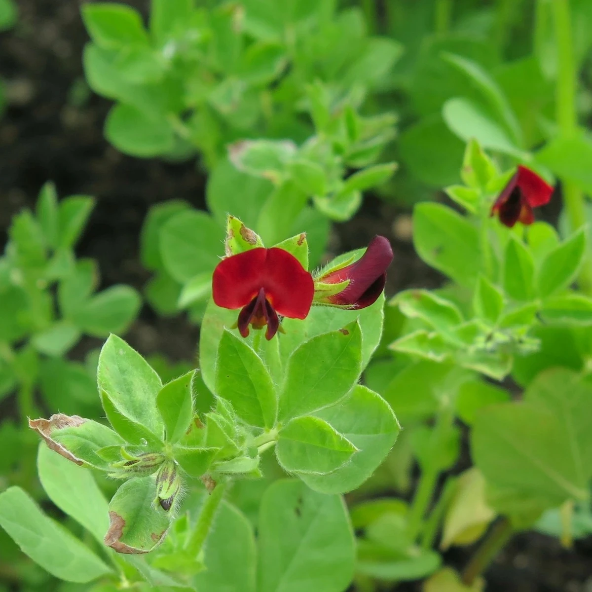 BIO Ľadenec purpurový - chrbtový hrach - Lotus tetragonolobus - semená - 20 ks