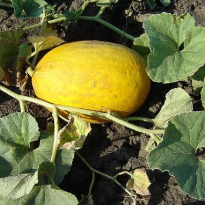 Meloun cukrový- semena- 5 ks- Cucumis melo