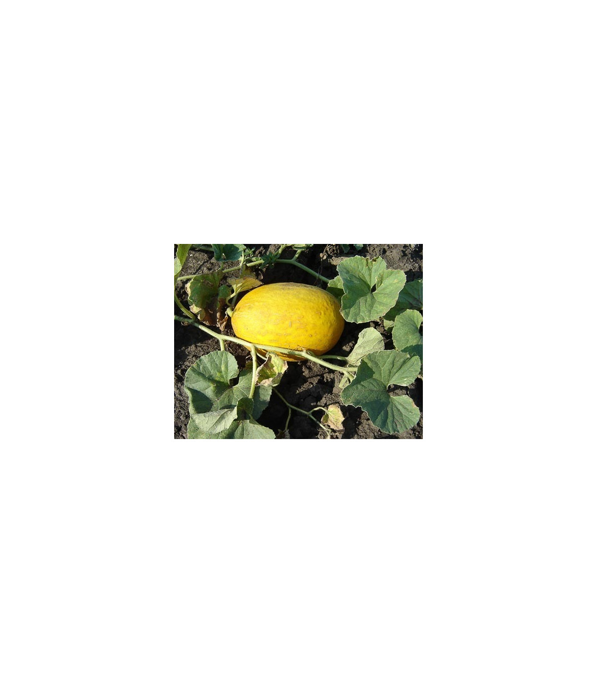 Melón cukrový - Cucumis melo - semená - 5 ks