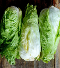 BIO Čakanka hlávková Nettuno - Cichorium intybus - semená - 100 ks