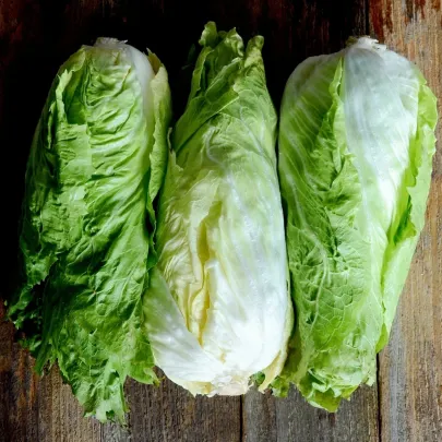 BIO Čakanka hlávková Nettuno - Cichorium intybus - semená - 100 ks