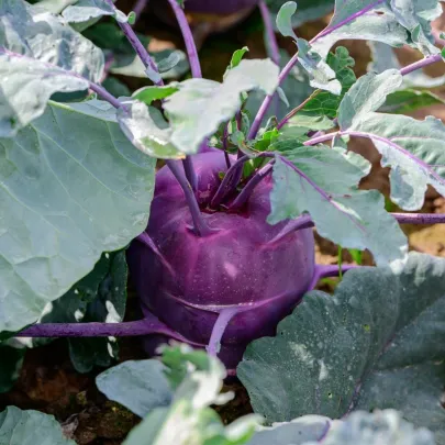 BIO Kaleráb Dyna - Brassica oleracea var. gongylodes - bio semená - 50 ks