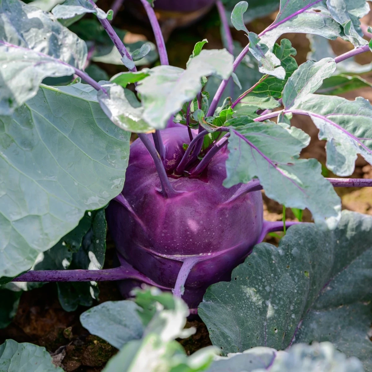 BIO Kaleráb Dyna - Brassica oleracea var. gongylodes - bio semená - 50 ks