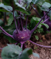 BIO Kaleráb Blaro - Brassica oleracea var. gongylodes - bio semená - 50 ks