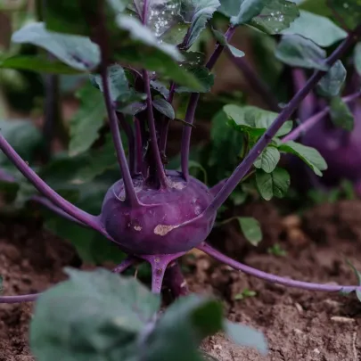 BIO Kaleráb Blaro - Brassica oleracea var. gongylodes - bio semená - 50 ks