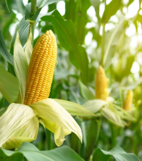 BIO Kukurica Mergoscia - Zea mays - bio semená - 15 ks