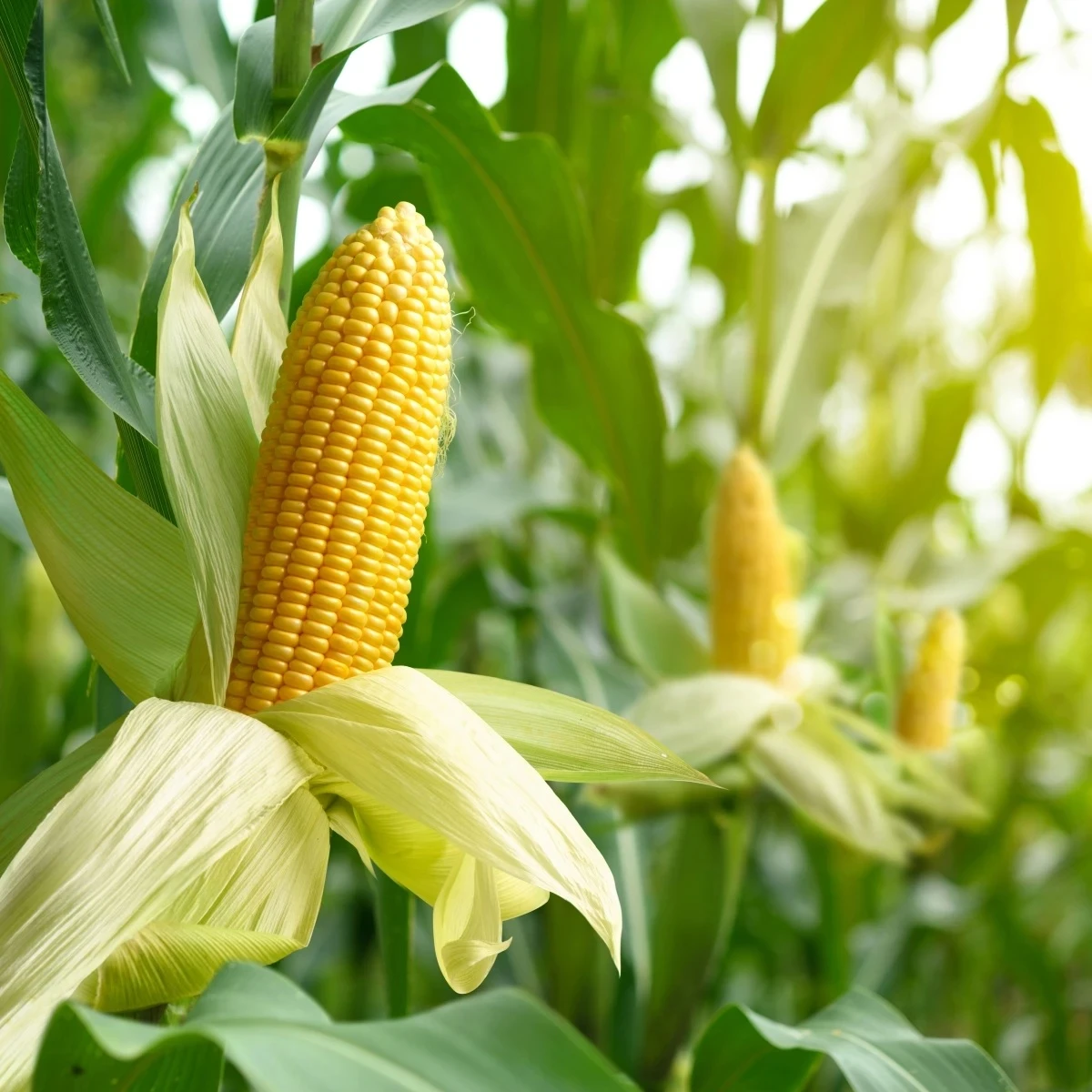 BIO Kukurica Mergoscia - Zea mays - bio semená - 15 ks