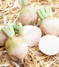 BIO Repa červená Albina Vereduna - Beta vulgaris conditiva - bio semená - 50 ks