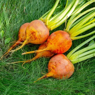 BIO Repa červená Burpees Golden - Beta vulgaris conditiva - bio semená - 50 ks