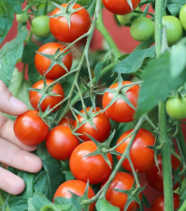Paradajka kríčková balkónová Vilma - Solanum lycopersicum - semená - 21 ks