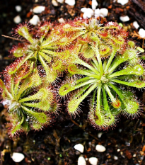 Rosička aliciae - Drosera alicinaea - semená - 10 ks
