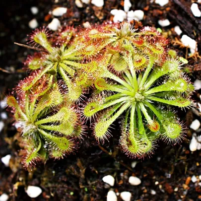 Rosička aliciae - Drosera alicinaea - semená - 10 ks