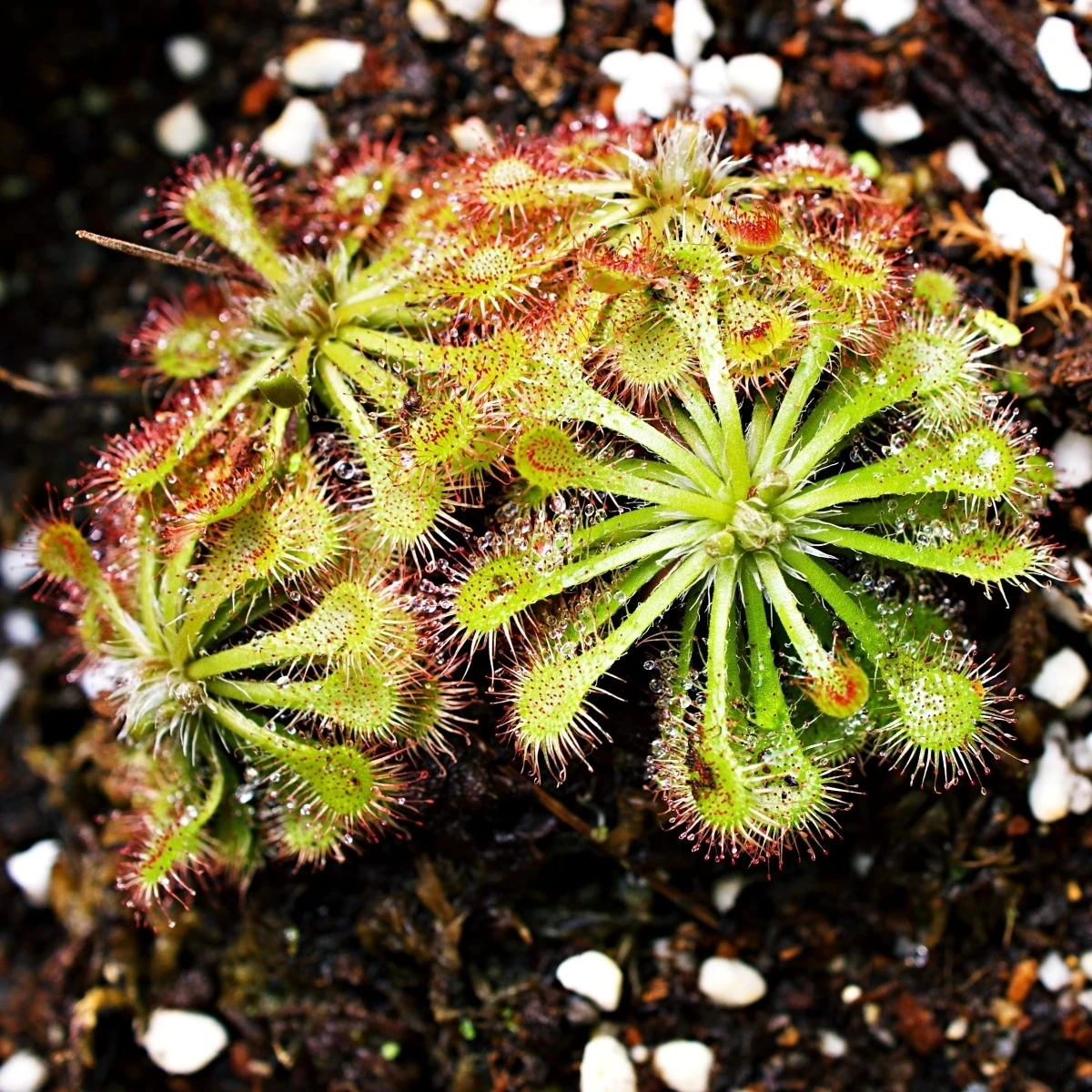 Rosička aliciae - Drosera alicinaea - semená - 10 ks