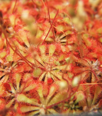 Rosička spathulata - Drosera spathulata - semená - 10 ks