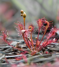 Rosička kapská Red Bonn - Drosera capensis - semená - 10 ks