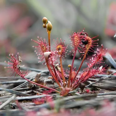 Rosička kapská Red Bonn - Drosera capensis - semená - 10 ks