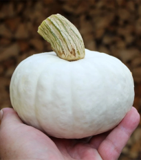 Tekvica White Lamp F1 - Cucurbita pepo - semená - 6 ks