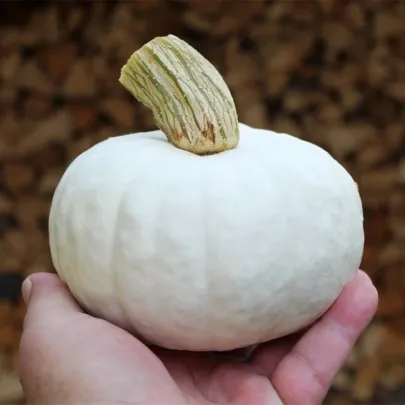 Tekvica White Lamp F1 - Cucurbita pepo - semená - 6 ks