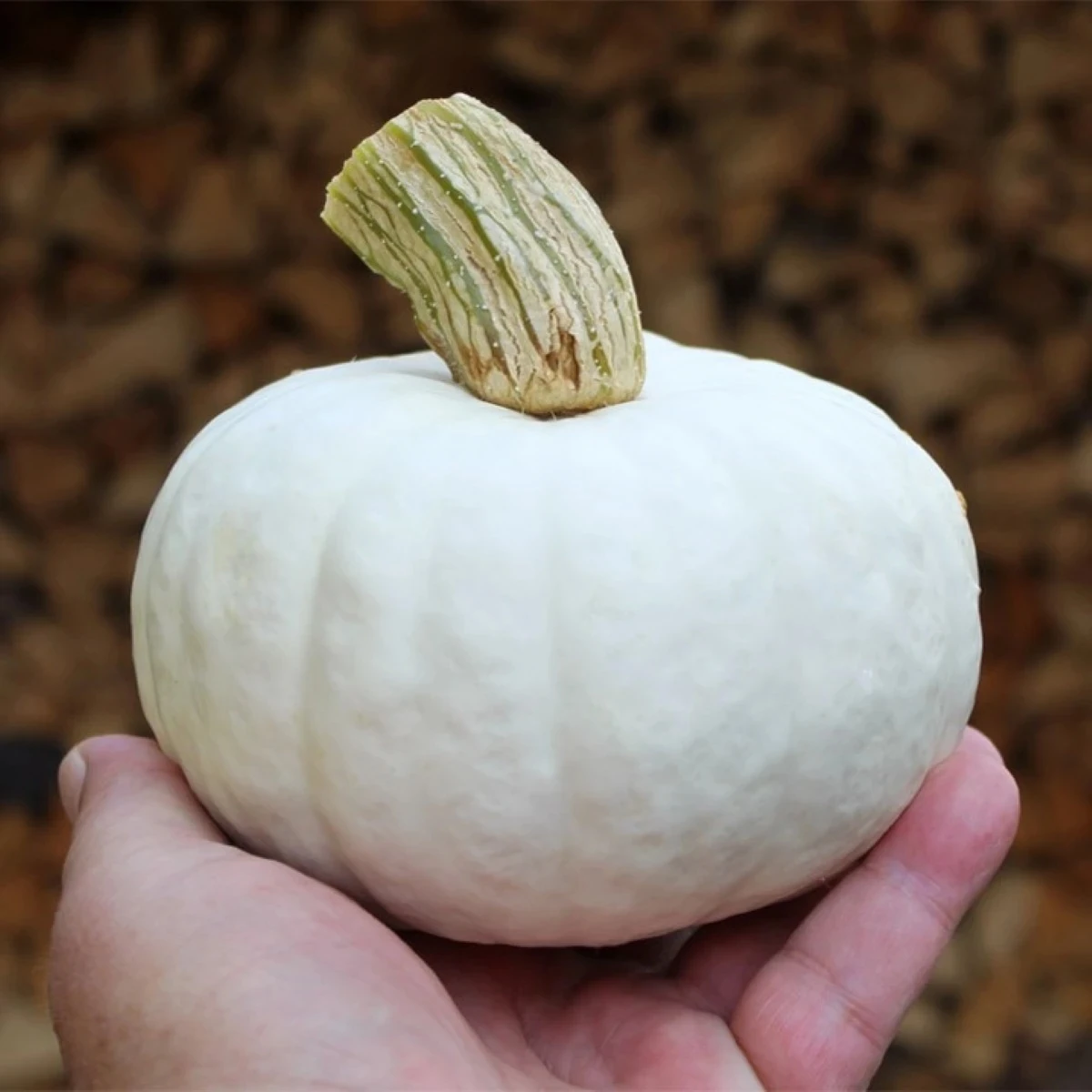 Tekvica White Lamp F1 - Cucurbita pepo - semená - 6 ks