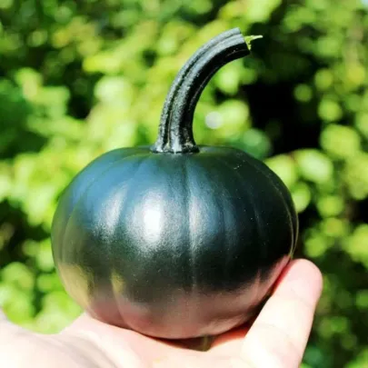 Tekvica Black Bear F1 PMT - Cucurbita pepo - semená - 7 ks