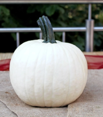 Tekvica okrasná Avalanche F1 PMT - Cucurbita pepo - semená - 6 ks