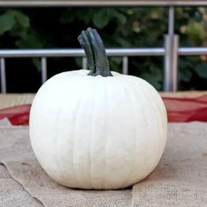 Tekvica okrasná Avalanche F1 PMT - Cucurbita pepo - semená - 6 ks