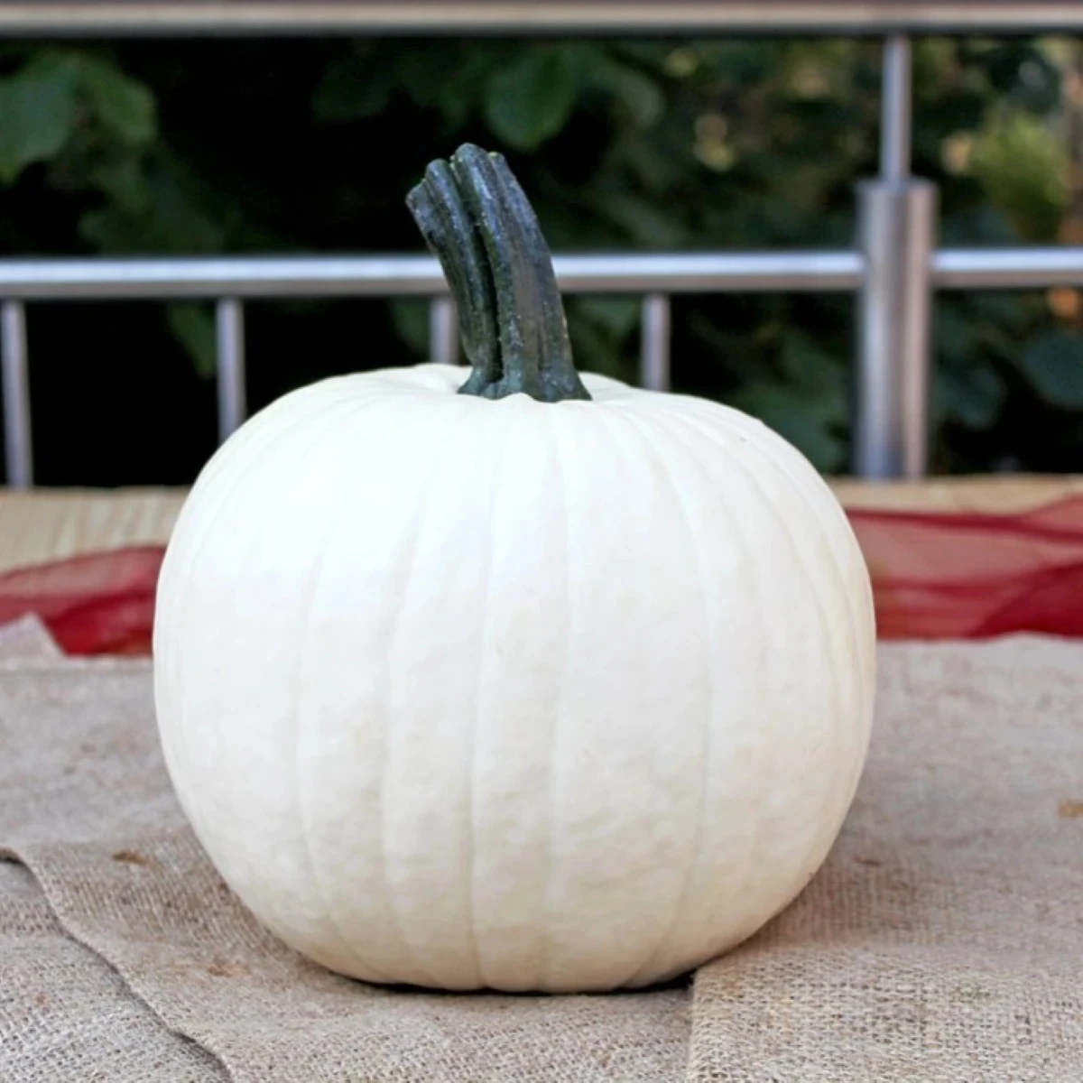 Tekvica okrasná Avalanche F1 PMT - Cucurbita pepo - semená - 6 ks