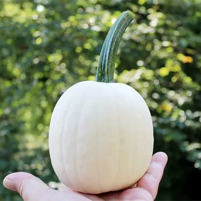 Tekvica okrasná Snowdrop F1 - Cucurbita pepo - semená - 6 ks