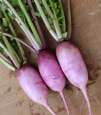 Reďkev Blue Candle F1 - Raphanus sativus - semená - 35 ks