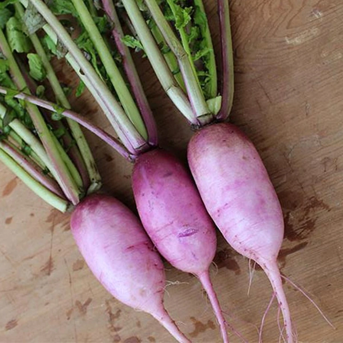 Reďkev Blue Candle F1 - Raphanus sativus - semená - 35 ks