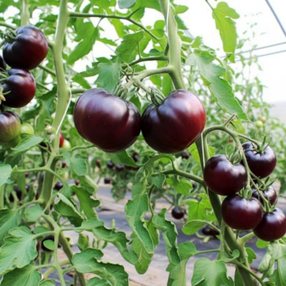 BIO Paradajka tyčková Black Beauty - Solanum lycopersicum - bio semená - 7 ks