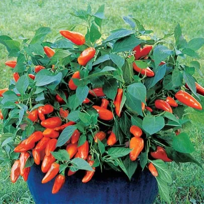 Paprika Tangerine Dream - Capsicum annuum - semená - 7 ks