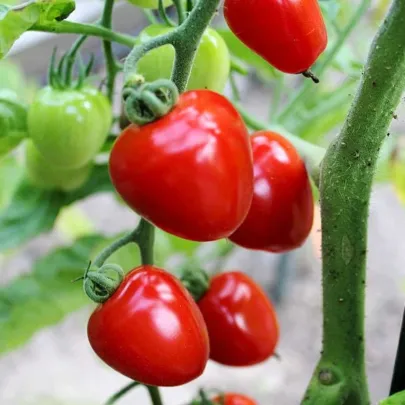 Paradajka tyčková Gardenberry F1 - Solanum lycopersicum - semená - 5 ks
