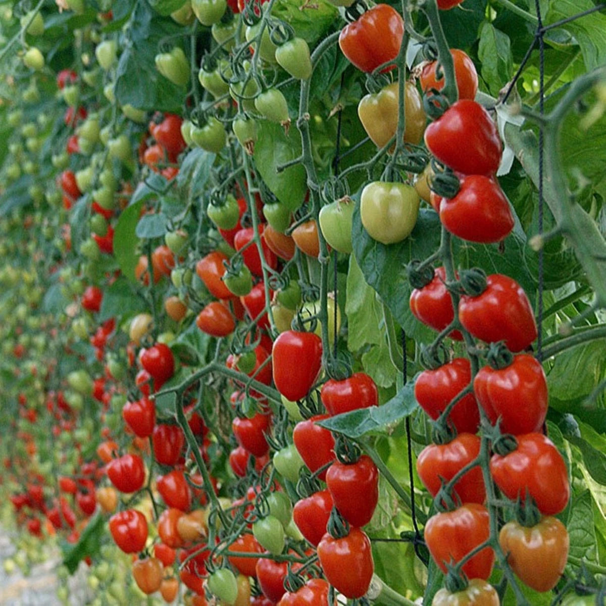 Paradajka tyčková Gardenberry F1 - Solanum lycopersicum - semená - 5 ks