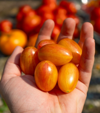 BIO Paradajka tyčková Artisan Blush Tiger - Solanum lycopersicum - bio semená - 6 ks