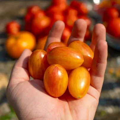 BIO Paradajka tyčková Artisan Blush Tiger - Solanum lycopersicum - bio semená - 6 ks
