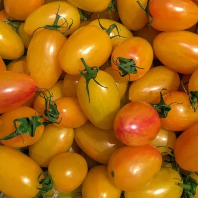 BIO Paradajka tyčková Artisan Blush Tiger - Solanum lycopersicum - bio semená - 6 ks