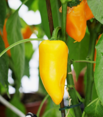 Paprika Snacking Yellow F1 - Capsicum annuum - semená - 5 ks