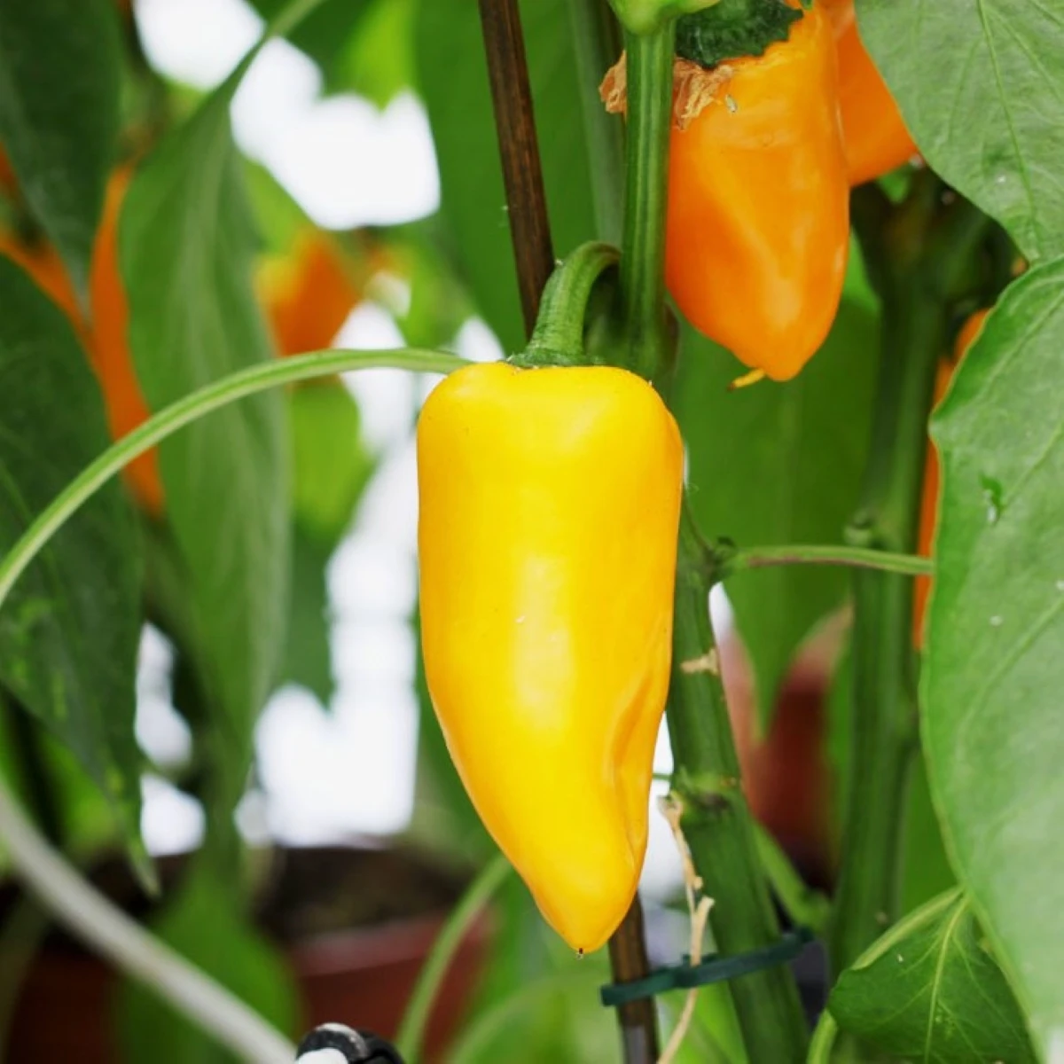 Paprika Snacking Yellow F1 - Capsicum annuum - semená - 5 ks